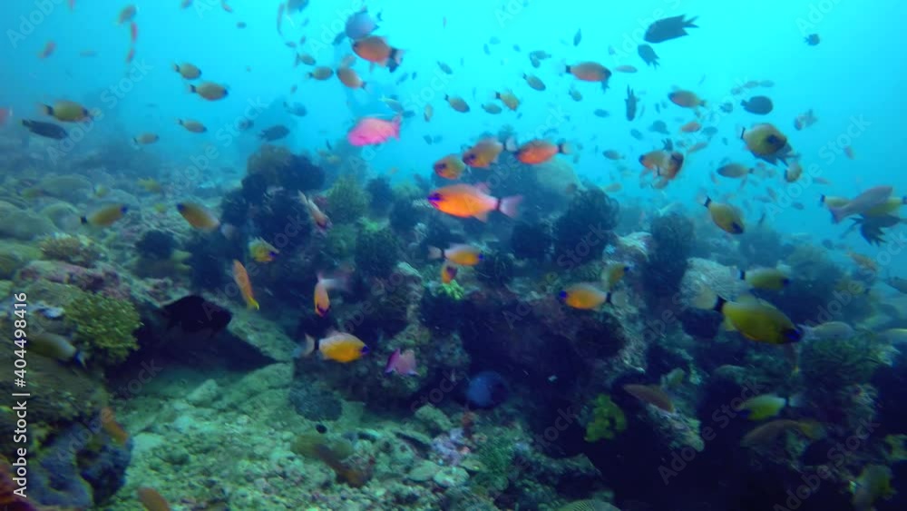 Tropical fish on a coral reef, Philippines Tropical fish on a coral reef, Philippines