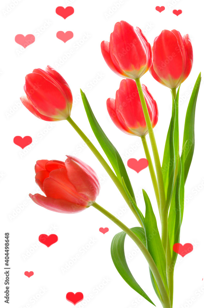 Valentine's Day. Beautiful background with a bouquet of red bright tulips and red hearts on a white background Valentine's Day. Beautiful background with a bouquet of red bright tulips and red hearts on a white background