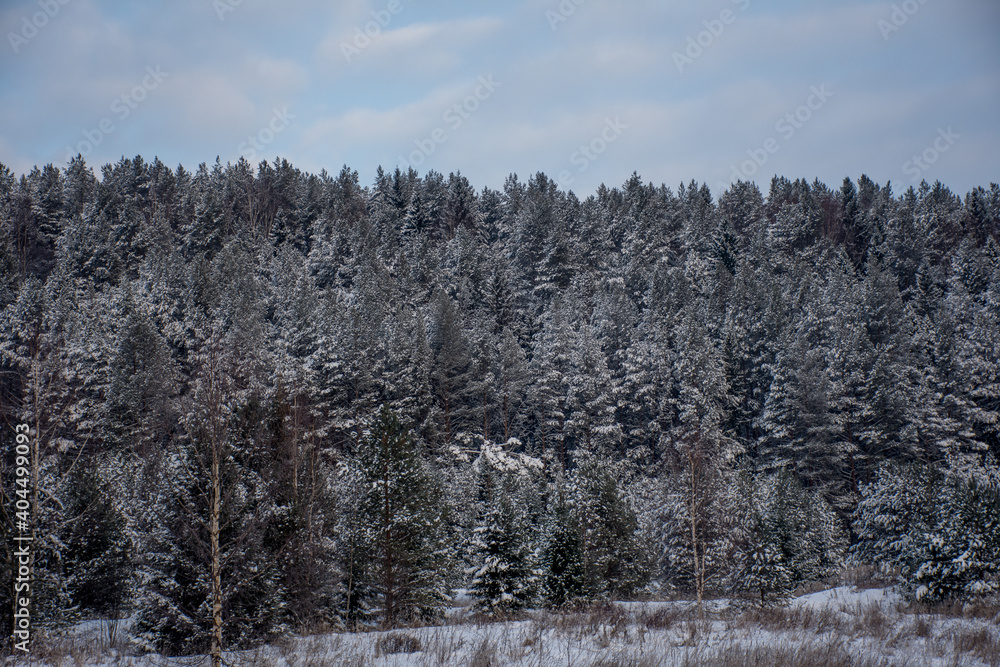 winter coniferous forest. the picturesque landscape. Coniferous trees covered with snow. Winter rural landscape of snow trail. Rural snow scene.