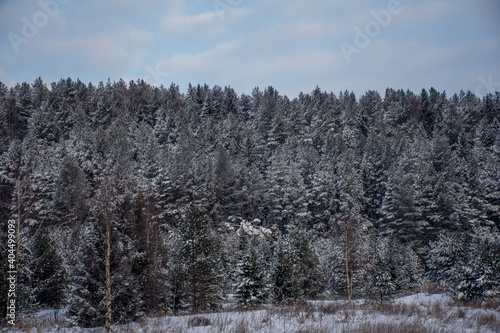 winter coniferous forest. the picturesque landscape. Coniferous trees covered with snow. Winter rural landscape of snow trail. Rural snow scene.