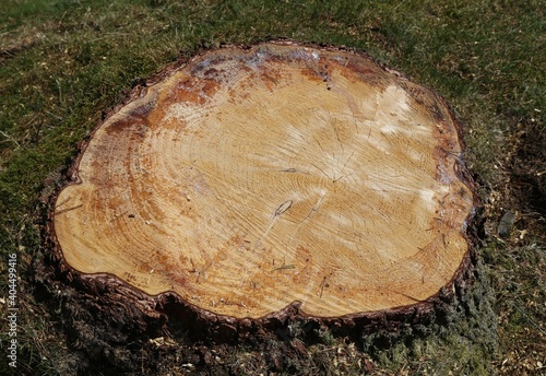A closeup view of a recently cut conifer tree stump showing rings, sap and bark.