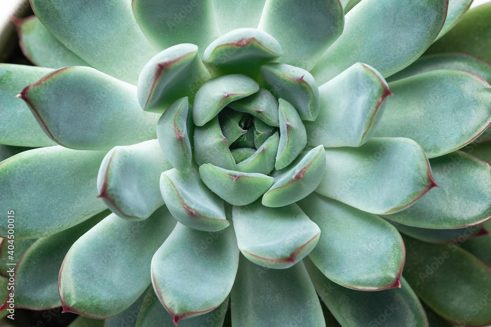 Close-up of Echeveria succulent plant with blue-green leaves