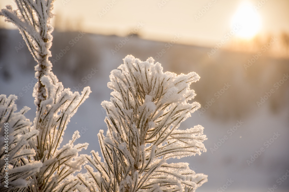 winter coniferous forest. the picturesque landscape. Coniferous trees covered with snow. Winter rural landscape of snow trail. Rural snow scene. winter coniferous forest. the picturesque landscape. Coniferous trees covered with snow. Winter rural landscape of snow trail. Rural snow scene.