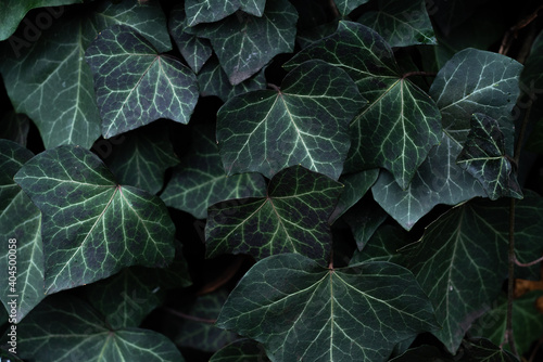 Green leaves ivy background