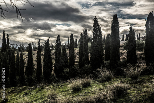 row of cypress trees on a winter day