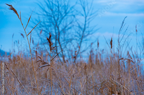 reeds on the beach in winter at sunrise on the bay of the Baltic Sea
