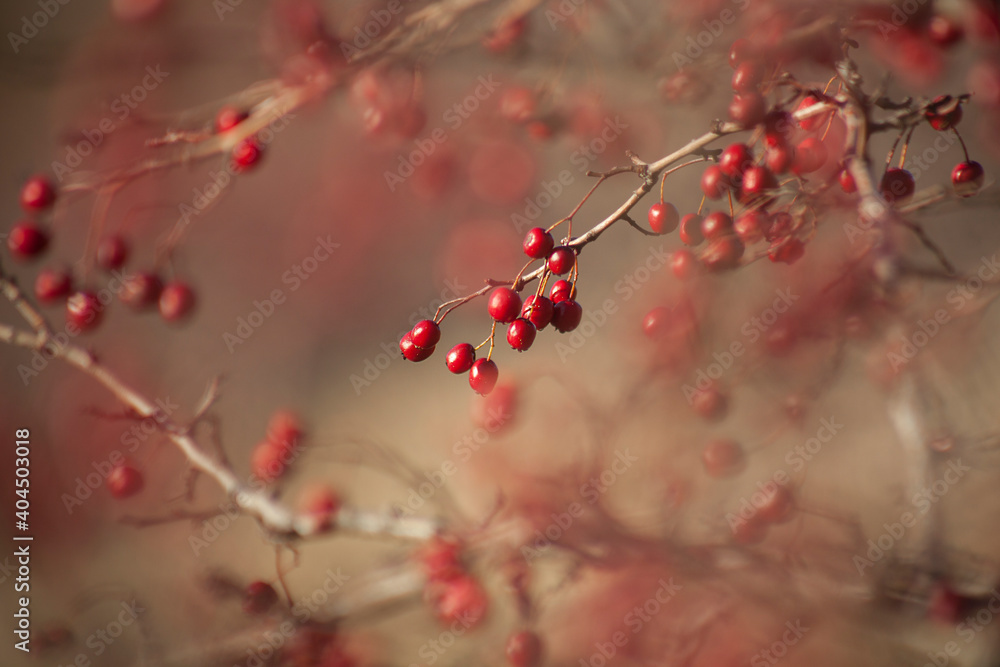 Red crab apple berries on branch with blur background Red crab apple berries on branch with blur background