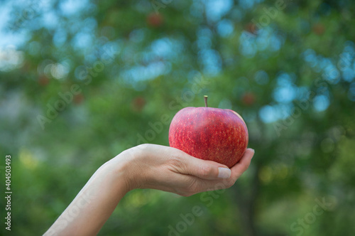 Woman hand holding red apple on apple trees blurry background