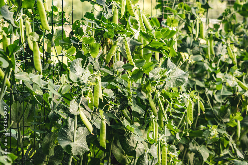 Obraz premium Lush green wall of plentiful peas growing vertical trellis