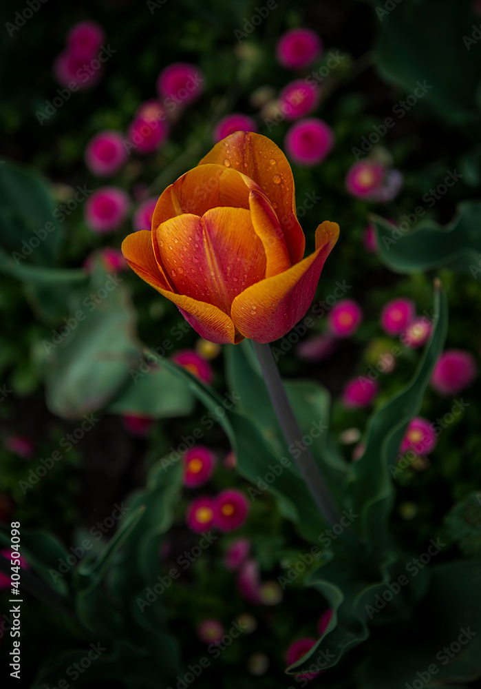 Tulip in a garden surrounded by other flowers Tulip in a garden surrounded by other flowers