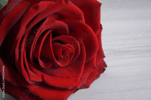Background for Valentine s Day greeting card.Valentines day concept.Red  beautiful blooming rose. Close up.