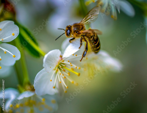 Honey bee collects nectar from cherry blossoms close-up