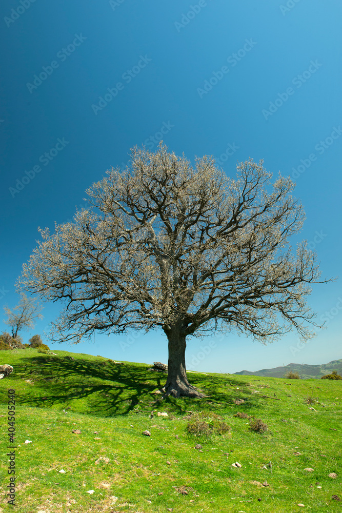 Picture of a tree in spring with land and sky background Picture of a tree in spring with land and sky background