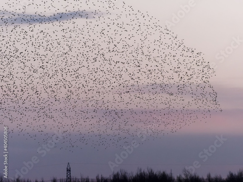 A murmuration of Starlings (Sturnus vulgaris) at dusk at St Aidans Nature reserve photo