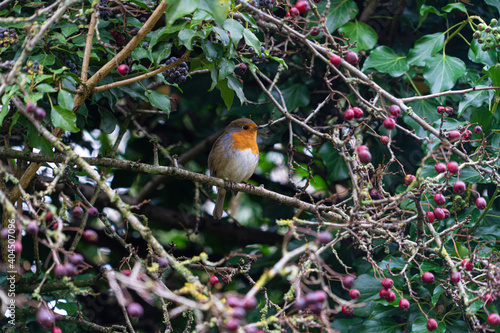 Robin Bird in Bush Winter 2020 View through twigs photo