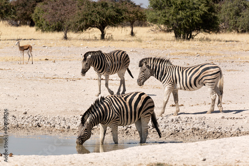 Grupo de cebras bebiendo en el parque nacional de Ethosa, Namibia.