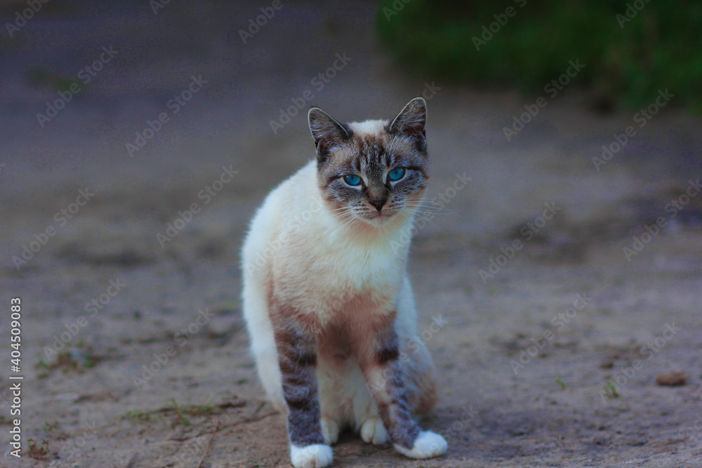 Siamese cat with amazing blue eyes sitting and looking around Siamese cat with amazing blue eyes sitting and looking around