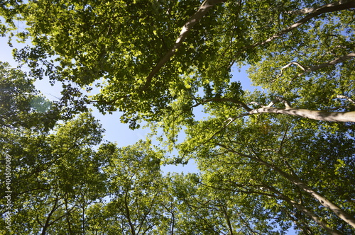 branches against blue sky