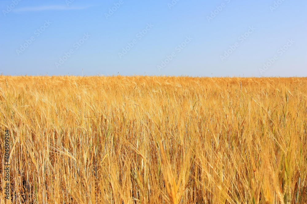 Golden ears of wheat in the field Golden ears of wheat in the field