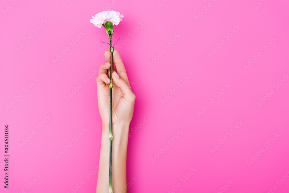 partial view of woman with pastel fingernails holding carnation flower on pink background