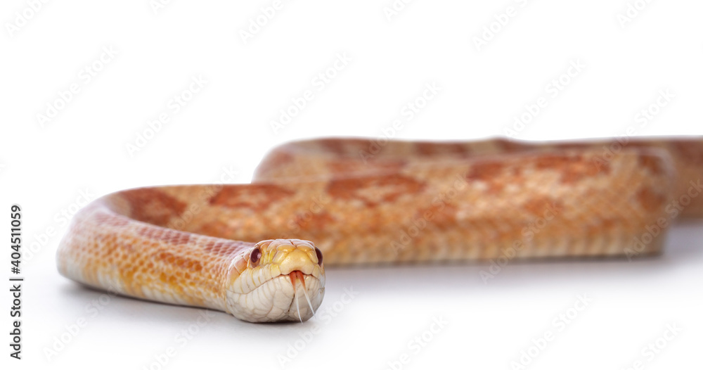 Adult Amel Cornsnake aka Elaphe guttataor Pantherophis guttatus snake. Detail head shot on white background. Adult Amel Cornsnake aka Elaphe guttataor Pantherophis guttatus snake. Detail head shot on white background.