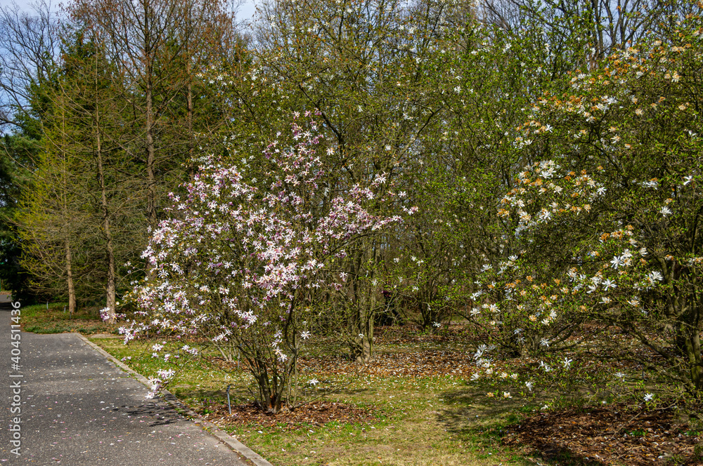 Fototapeta premium Magnolie