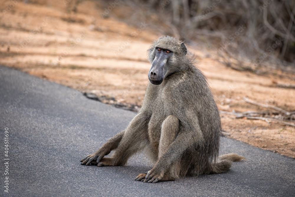 Ταπετσαρία Adult male chacma baboon sits on the side of a road in Kruger National Park, South Africa