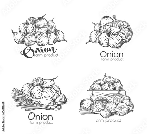 Onion bulbs banners outline engraved monochrome
