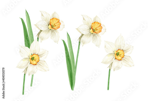 watercolor set of white spring flowers daffodils on white background, hand painted