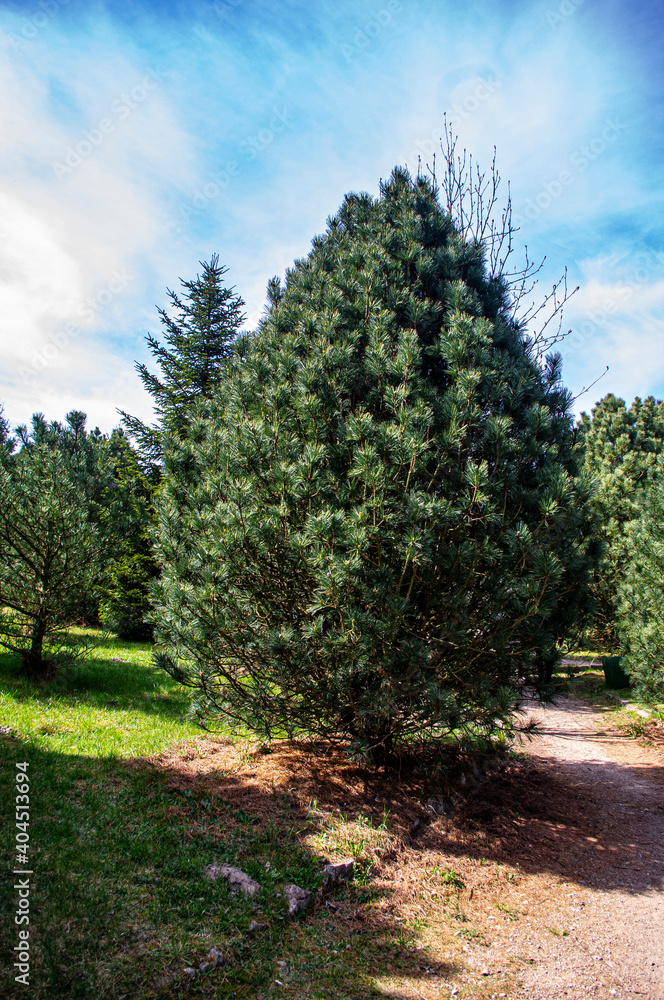 Obraz premium Drzewo iglaste