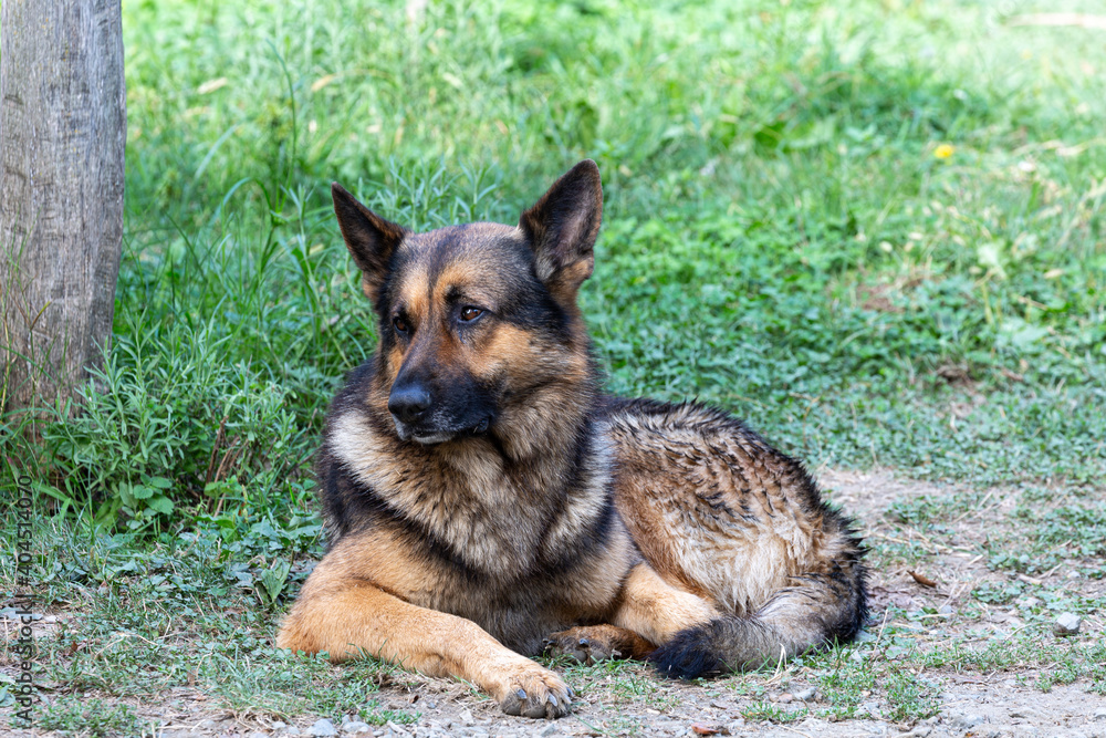 Dog on the grass Dog on the grass