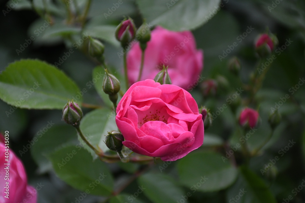 Pink roses Pink roses
