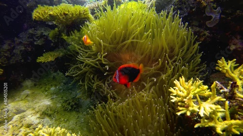 Cinnamon Clownfish, Amphiprion melanopus, Philippines photo