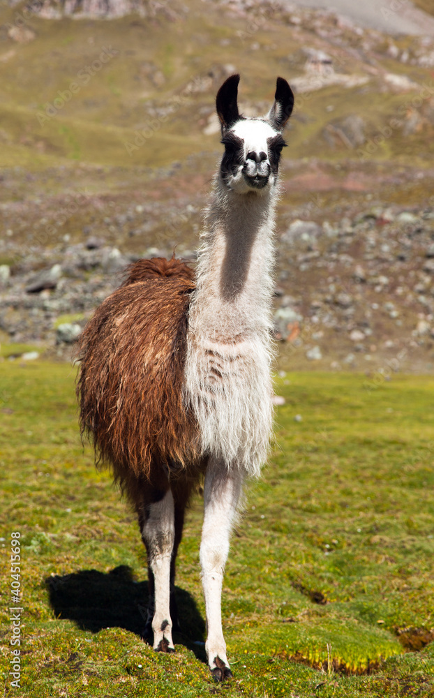 Fototapeta premium llama or lama on pastureland