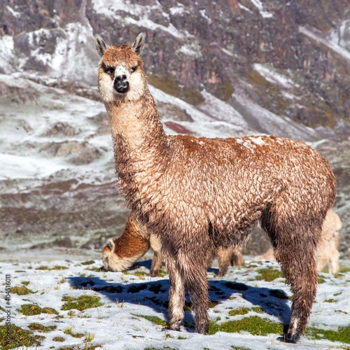 llama or lama on pastureland