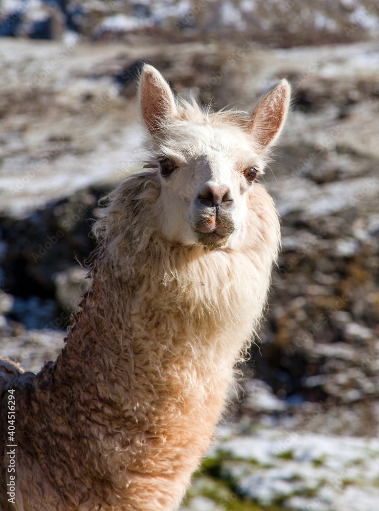 Fototapeta premium llama or lama, one animal head portrait
