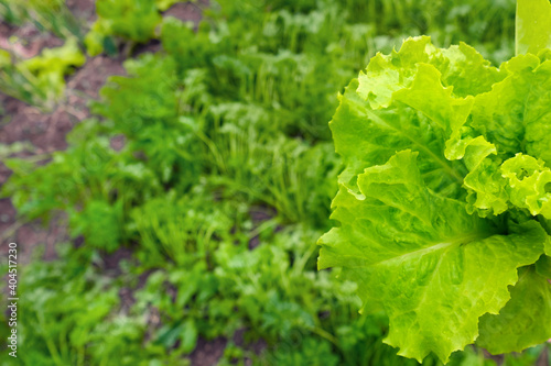 Fresh green lettuce leaves ready for harvest. This is lettuce garden with perfect motion and has a blur or bokeh effect in the background.