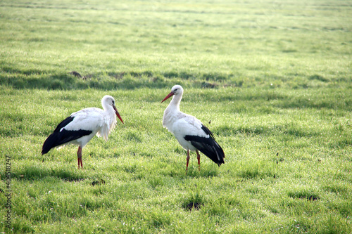 Pair of storks searching for food in the meadows