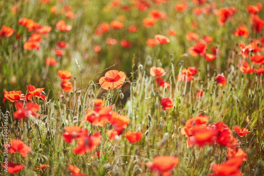 Beautiful field of red blooming poppies