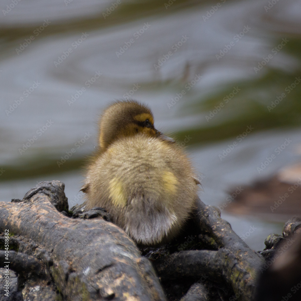 Fototapeta premium Duckling