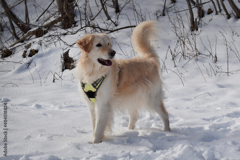 Retriever, flat coated Mischling weiß und blond im Schnee, schwanzwedelnd bei Spaziergang im Wald, aufrechte Haltung, konzentrierter Blick