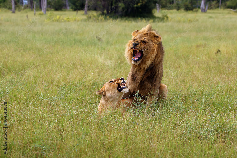 Southwest african lion or Katanga lion (panthera leo) mating in the savanna. Mating couple in the green grass of the African savannah.A large lion with a bright mane mates with a lioness. Southwest african lion or Katanga lion (panthera leo) mating in the savanna. Mating couple in the green grass of the African savannah.A large lion with a bright mane mates with a lioness.