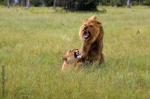 Southwest african lion or Katanga lion  panthera leo  mating in the savanna. Mating couple in the green grass of the African savannah.A large lion with a bright mane mates with a lioness.
