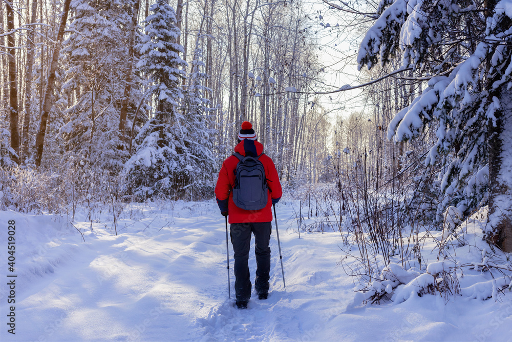 Nordic Walking In Winter. Traveling man goes on a winter forest at sunset.