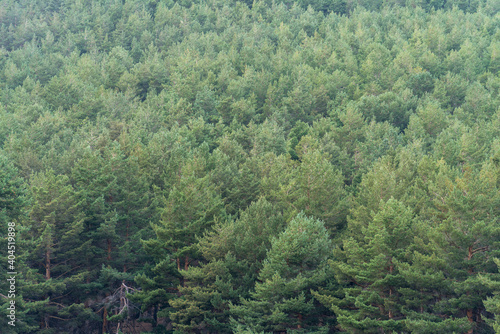 pine forest in Sierra Nevada in southern Spain