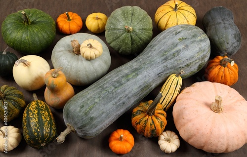 Wallpaper Mural Squash and pumpkins. Torontodigital.ca