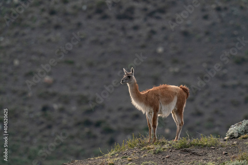 The Guanaco  Lama guanicoe 