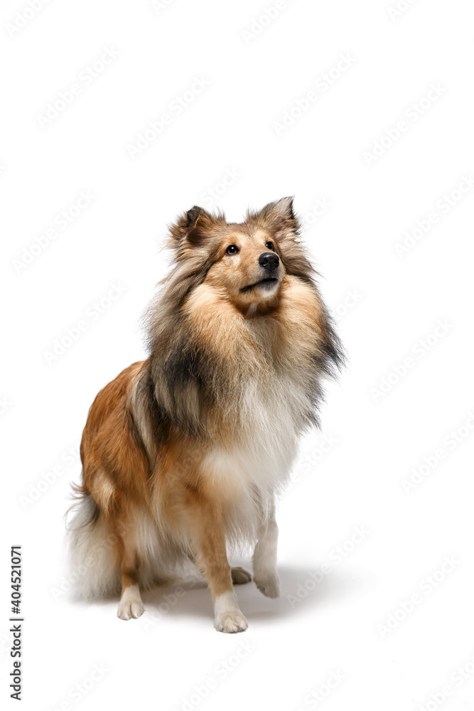 Obraz premium Shetland Sheepdog dog isolated on white background