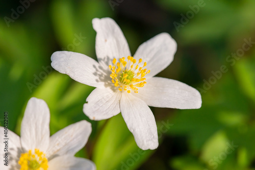 Buschwindr  schen  Anemone nemorosa  Makro