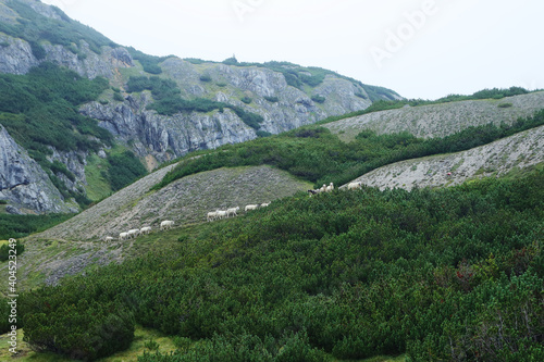 Sheeps in mountains in Austria, Styria region